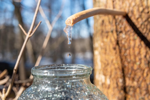 Close up of maple juice dropping to the jar Collecting useful maple juice in Spring