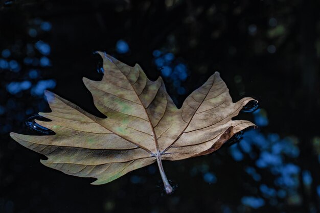 Photo close-up of maple leaf against blurred background