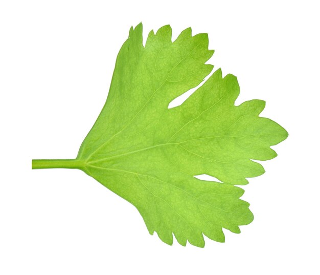 Photo close-up of maple leaf against white background