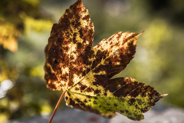 Close-up of a maple leaf on  autumn  natural background. Selective focus.