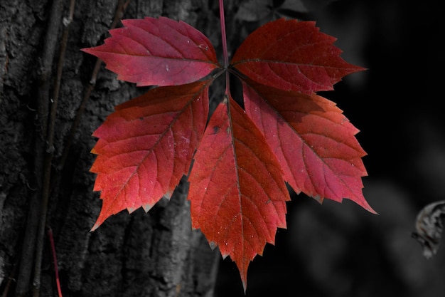 close-up of maple leaf during autumn