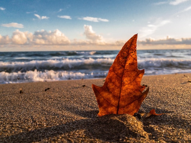 Close-up of maple leaf on beach against sky
