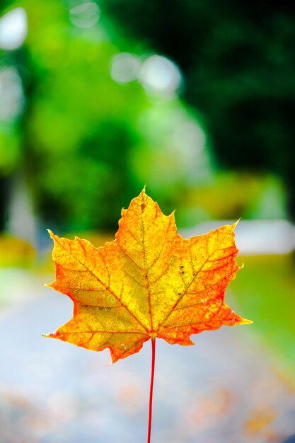 Close-up of maple leaf during autumn