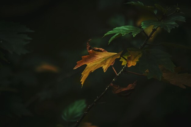 Close-up of maple leaf during autumn