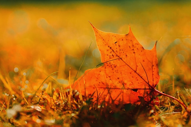 Close-up of maple leaf during autumn