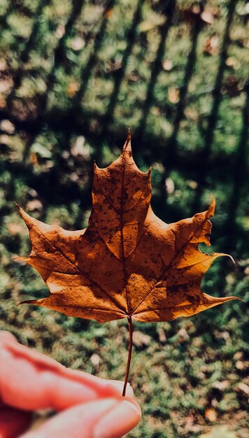 Close-up of maple leaf fallen on leaves during autumn