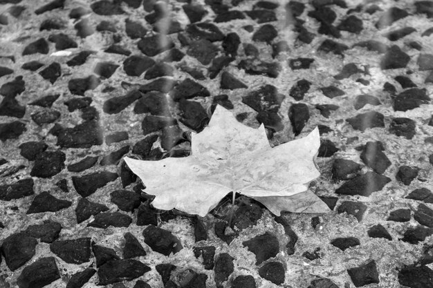 Photo close-up of maple leaf on field