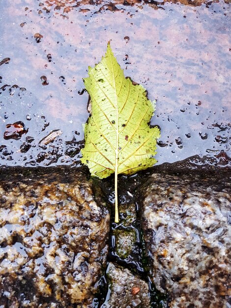 Foto close-up di una foglia d'acero che galleggia sull'acqua