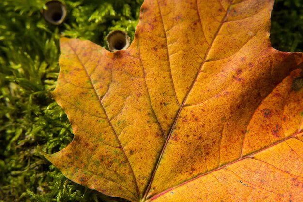Close-up of maple leaf on plant during autumn
