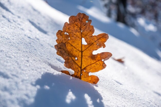 Photo close-up of maple leaf on snow covered land