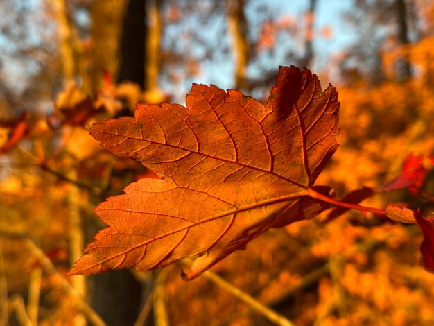 Close-up of maple leaf on tree during autumn