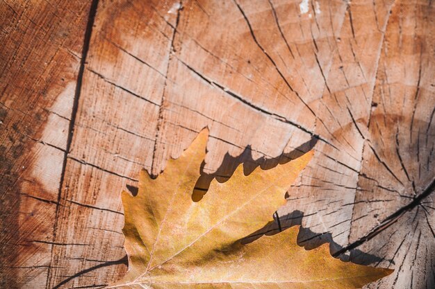 Photo close-up of maple leaf on tree stump in forest