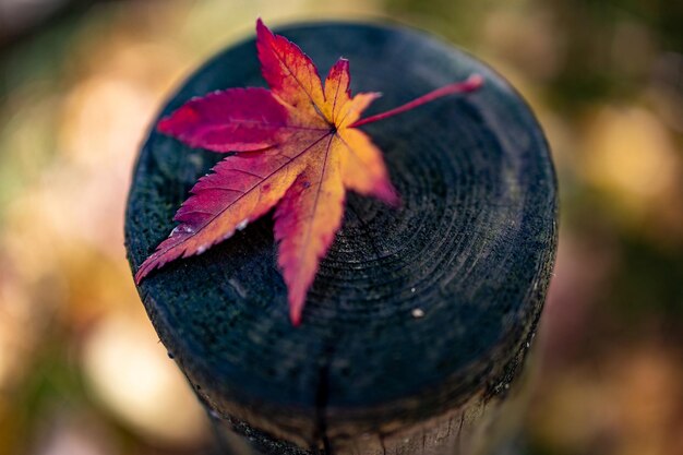 Close-up of maple leaf on tree trunk