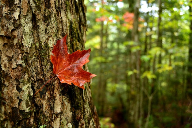 Close-up of maple leaf on tree trunk