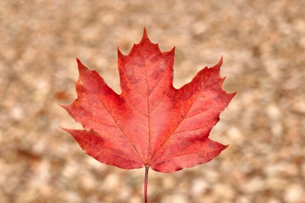 Photo close-up of maple leaf on tree