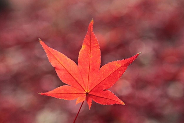 Photo close-up of maple leaf