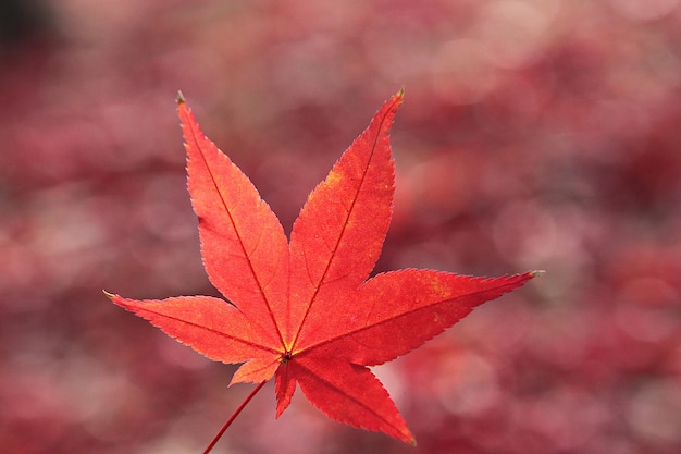 Close-up of maple leaf