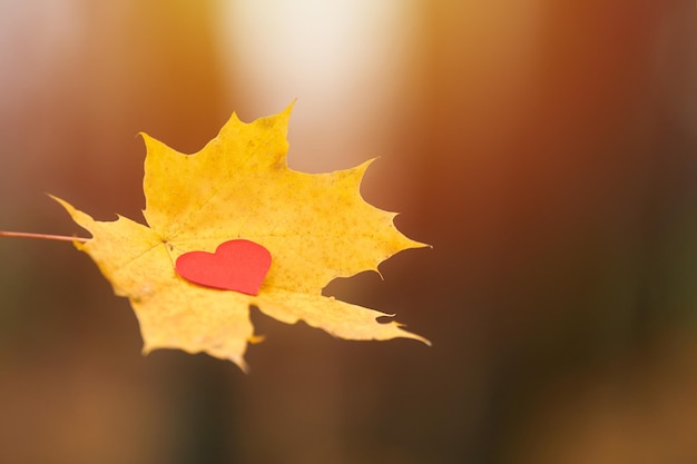 Photo close-up of maple leaf