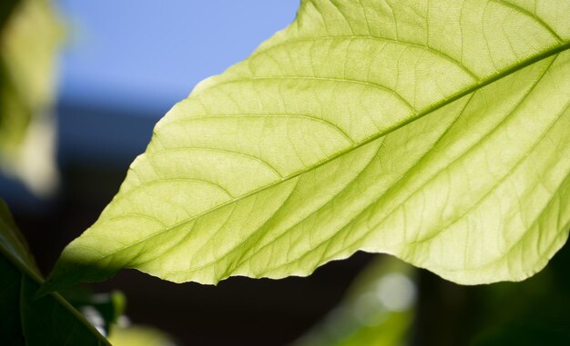 Foto prossimo piano di una foglia d'acero