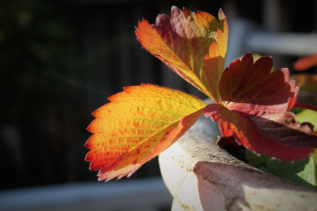 Foto prossimo piano di una foglia d'acero