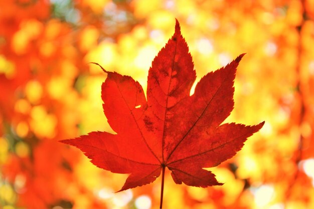 Photo close-up of maple leaf