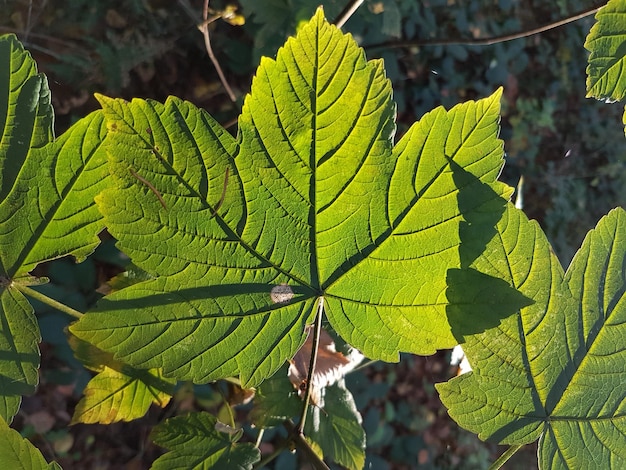 Close-up of maple leaf