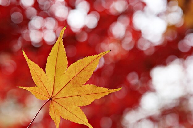 Photo close-up of maple leaves against blurred background