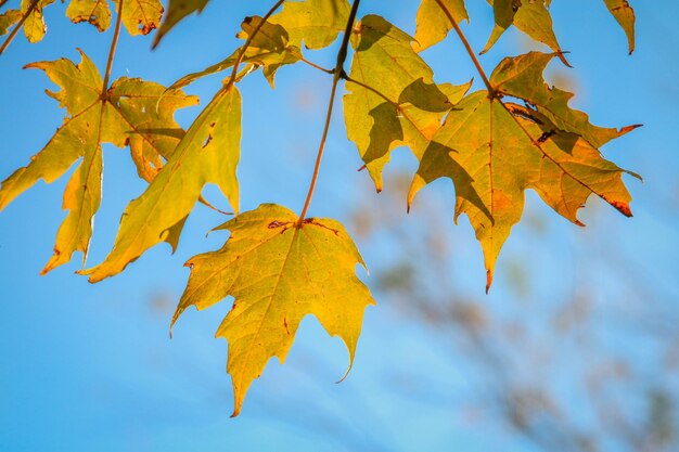 Close-up of maple leaves against sky