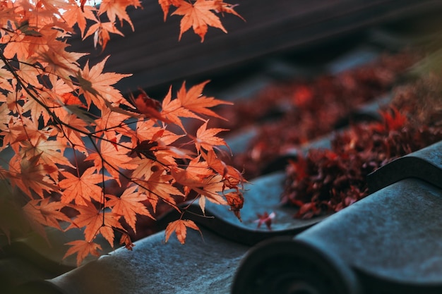close-up of maple leaves during autumn