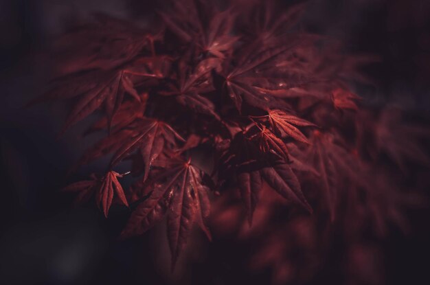 Close-up of maple leaves during autumn