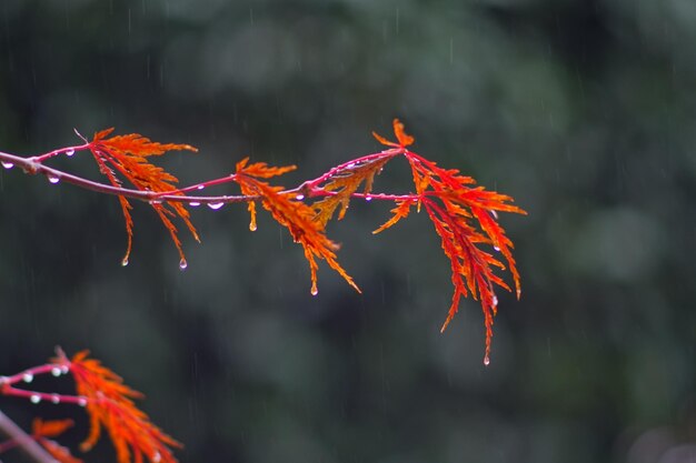 Close-up of maple leaves during autumn