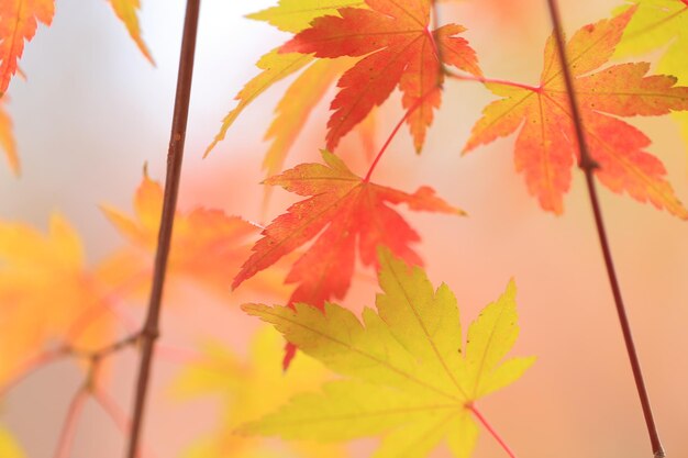 Close-up of maple leaves during autumn