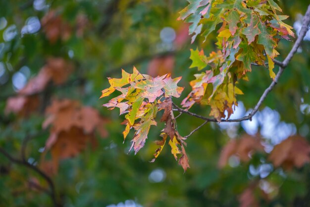 Photo close-up of maple leaves on branch