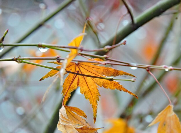 Photo close-up of maple leaves on branch