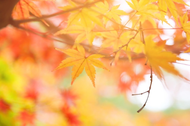 Close-up of maple leaves on branch