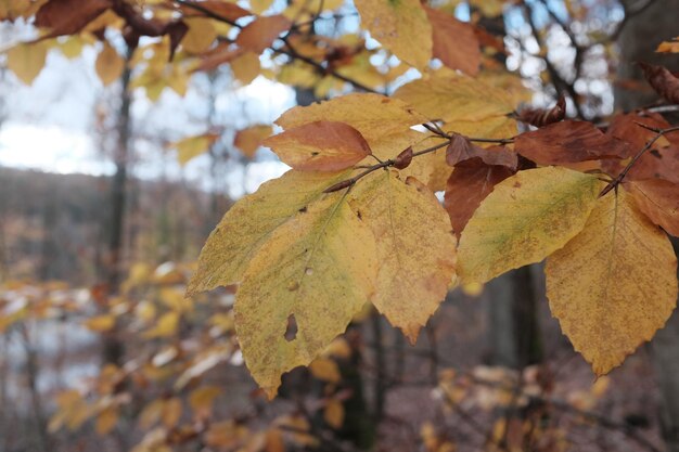 Близкий взгляд на кленовые листья на ветви