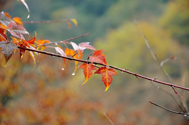 Foto prossimo piano delle foglie di acero sul ramo
