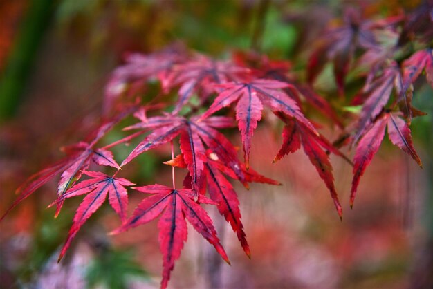 Photo close-up of maple leaves on branch