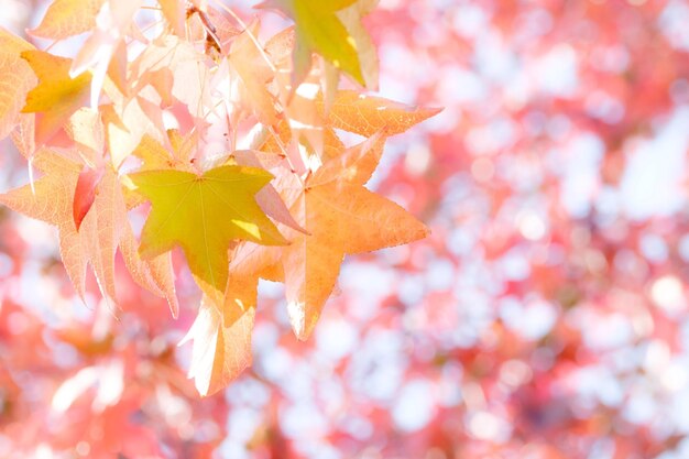 Photo close-up of maple leaves on cherry blossom