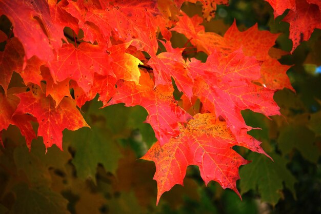 Photo close-up of maple leaves during autumn