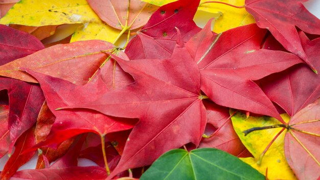 Close-up of maple leaves during autumn