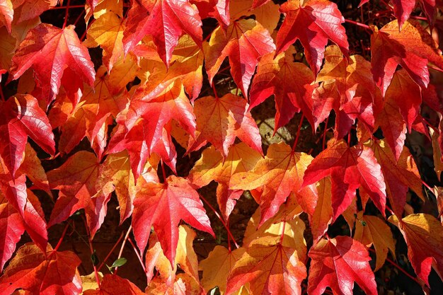 Photo close-up of maple leaves during autumn