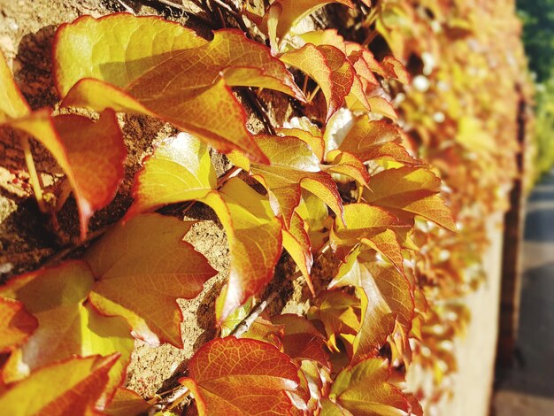 Close-up of maple leaves during autumn