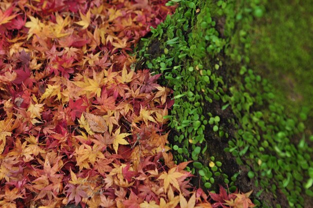 Photo close-up of maple leaves during autumn