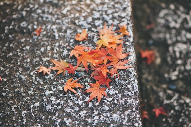 Foto close-up di foglie di acero durante l'autunno