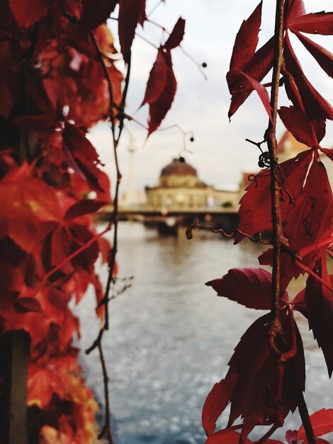 Close-up of maple leaves during autumn