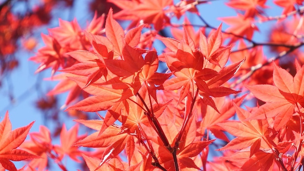 Photo close-up of maple leaves during autumn