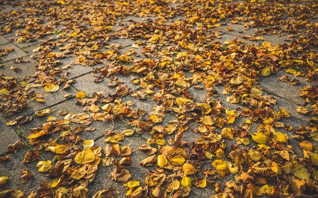 Photo close-up of maple leaves fallen on tree