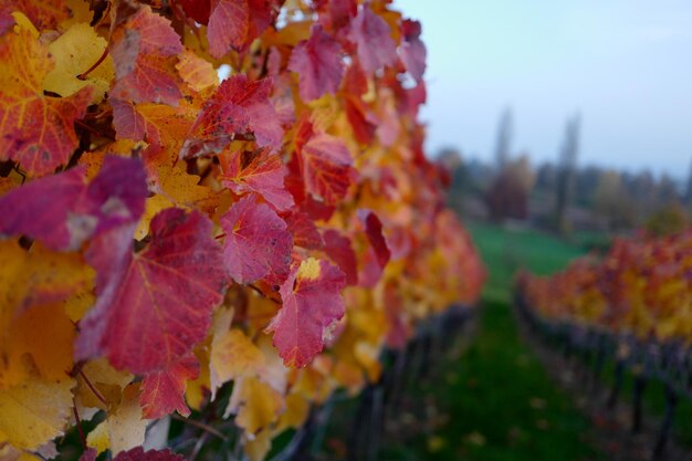 Close-up of maple leaves on field during autumn