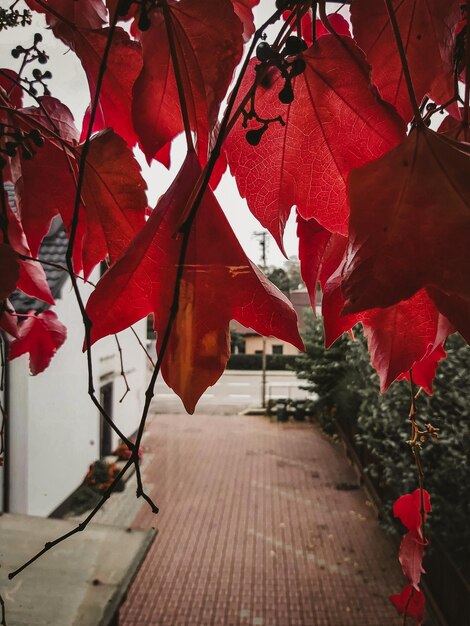 Close-up of maple leaves on footpath